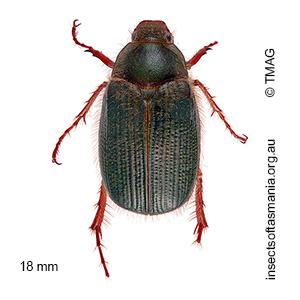Xylonichus piliger