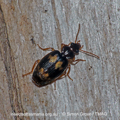 Species image
