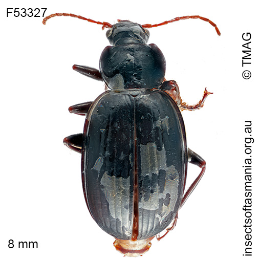 Species image