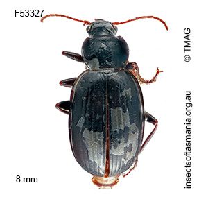 Amblytelus niger