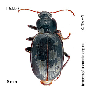 Amblytelus niger