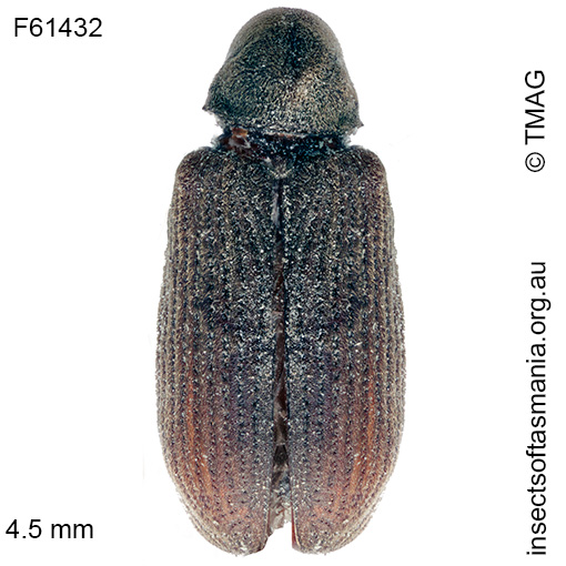 Species image