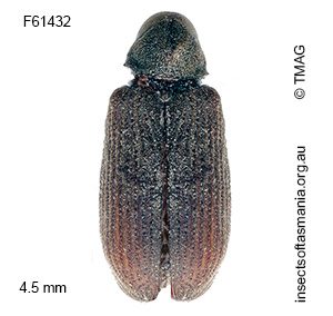 Anobium punctatum