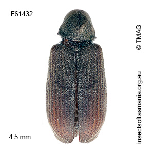 Anobium punctatum