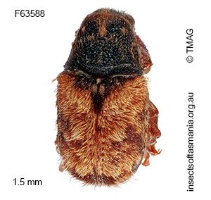 Anthribidae unplaced ECZ genus J sp 01