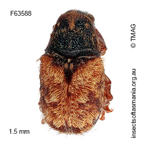 Anthribidae unplaced ECZ genus J sp 01