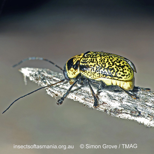 Species image