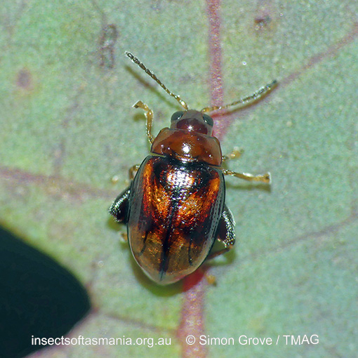 Species image