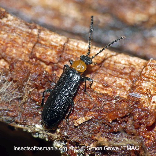 Species image