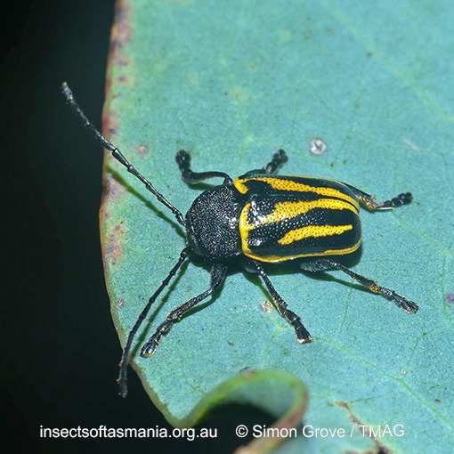 Species image