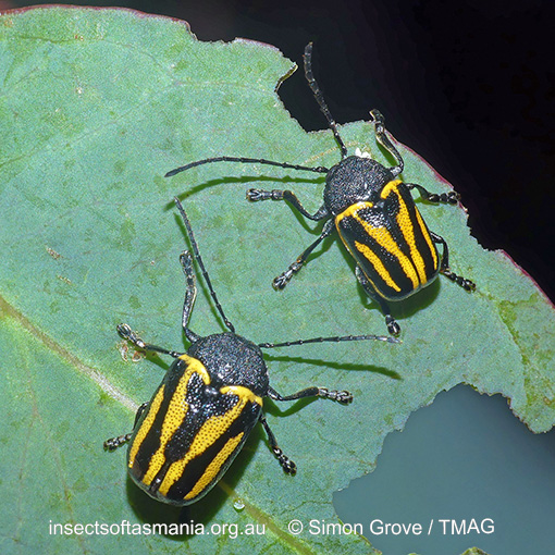 Species image