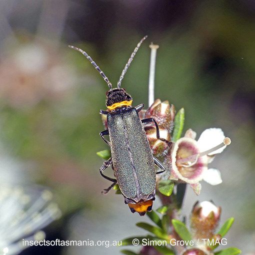 Species image