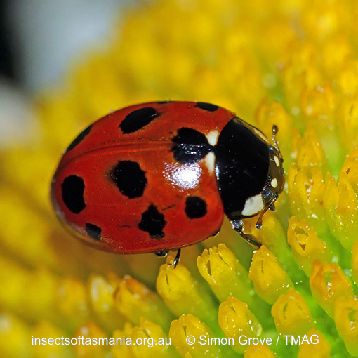 Species image