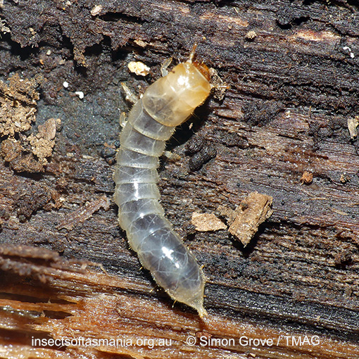 Species image