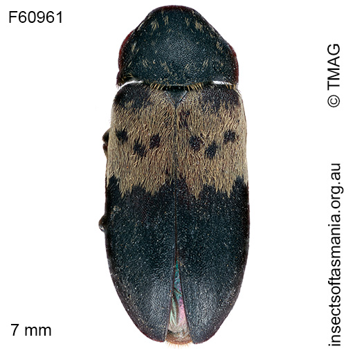 Species image