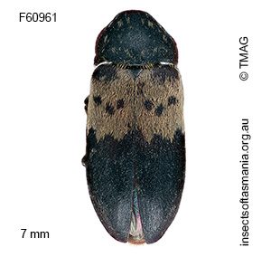 Dermestes lardarius