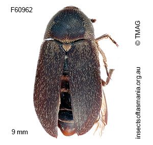 Dermestes maculatus