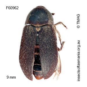 Dermestes maculatus