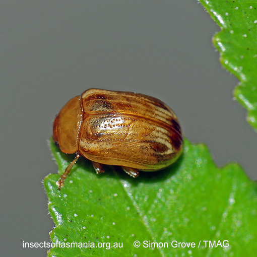 Species image