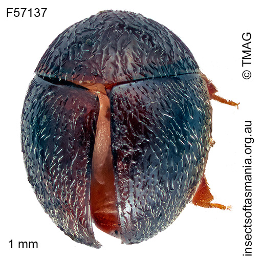 Species image