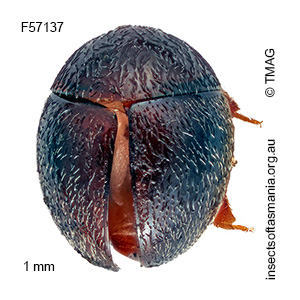 Globorentonium globulum