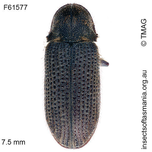 Species image