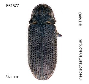 Hadrobregmus areolicolle
