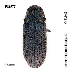 Hadrobregmus areolicolle