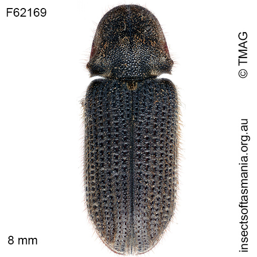 Species image