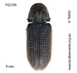 Hadrobregmus australiensis