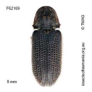 Hadrobregmus australiensis
