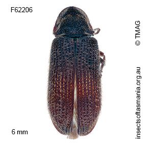Hadrobregmus matthewsi