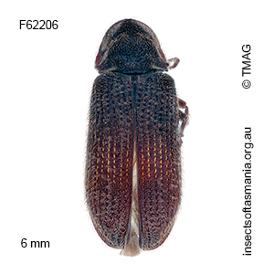 Hadrobregmus matthewsi