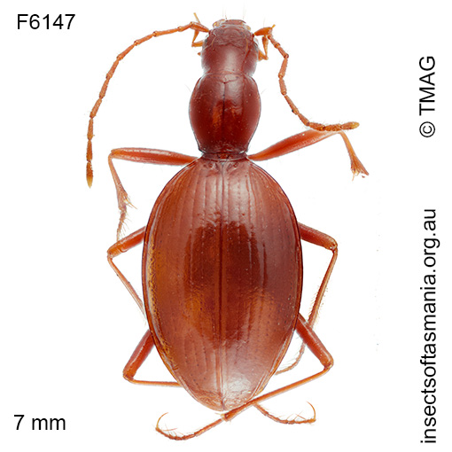 Species image