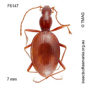 Idacarabus longicollis