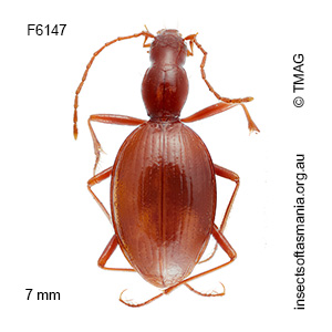 Idacarabus longicollis