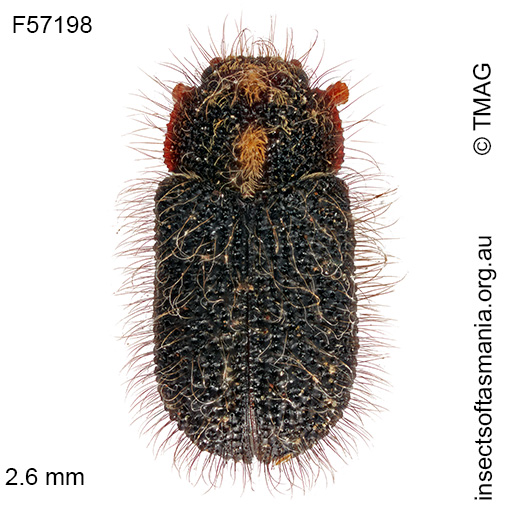 Species image