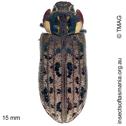 Species image