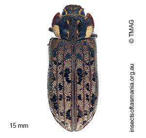 Leperina decorata