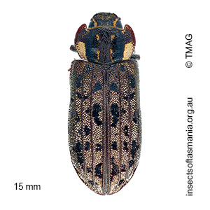 Leperina decorata
