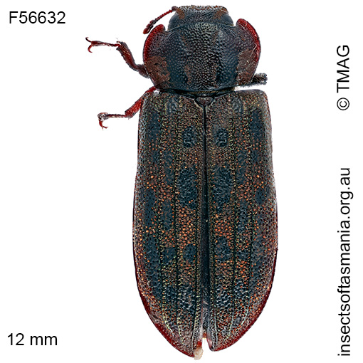 Species image