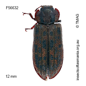 Leperina monilata