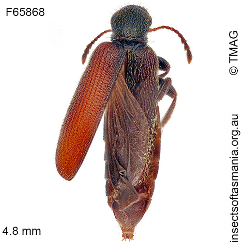 Species image