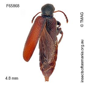 Macratria TFIC sp 01