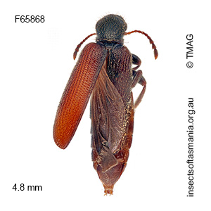 Macratria TFIC sp 01