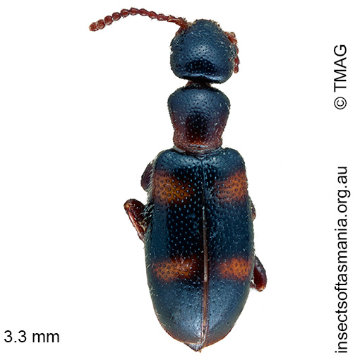 Species image