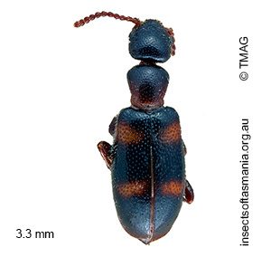 Omonadus hesperi