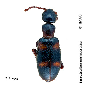 Omonadus hesperi