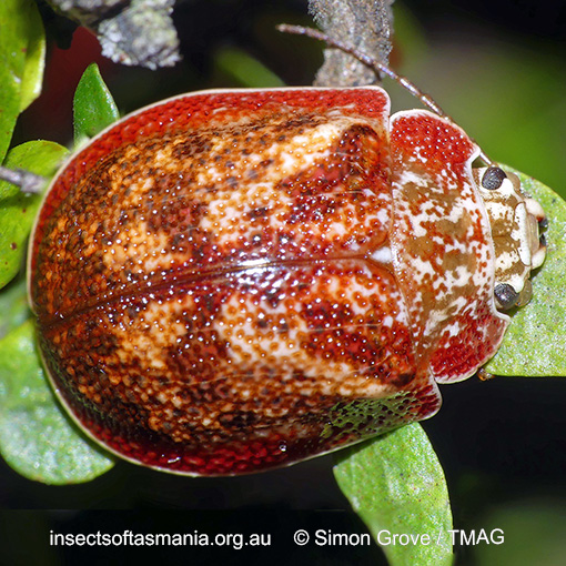 Species image