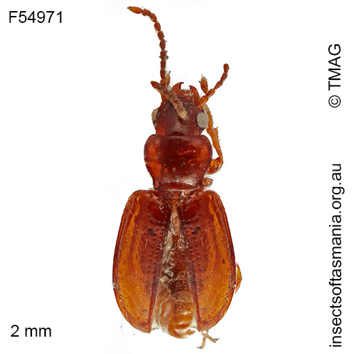 Species image